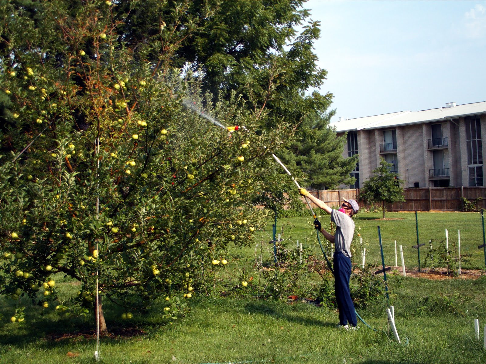 fungicide clean green MA Tree & Service Tree & NH for NH Tree Service in  MA